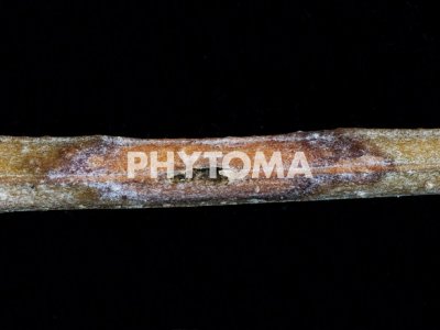 Enfermedades inducidas por hongos en madera 